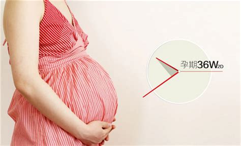 双胞胎孕妈妈记录自己的孕期身材变化，到孕35周这肚子大的好夸张！