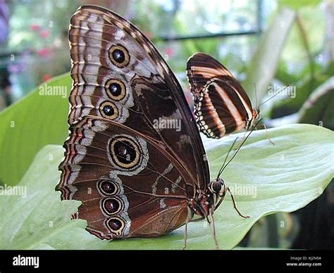 Plants with butterfly Stock Photo - Alamy