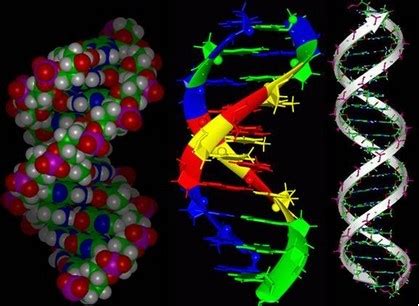 DNA双螺旋结构图册_360百科