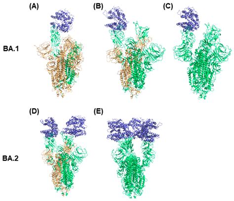 Distinct Conformations of SARS-CoV-2 Omicron Spike Protein and Its ...