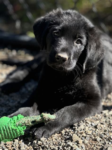 Kidpool – Motley Zoo Animal Rescue