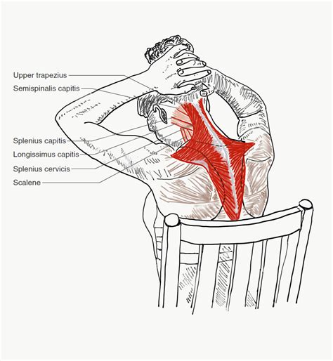 Neck extensors — The Bodywork Institute