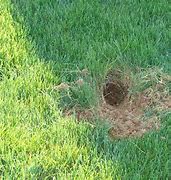 Image result for Rabbit Nest in Short Grass
