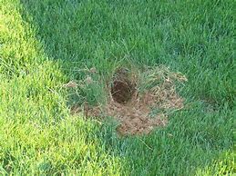 Image result for Wild Rabbit Nest in Yard