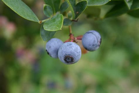 ‘Sharpblue’ And ‘Sunshine Blue’ Blueberry Bush | Walter Reeves: The ...