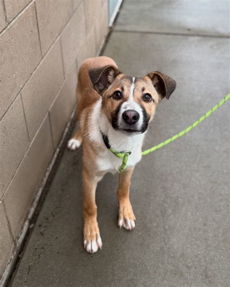 Stanislaus Animal Services Agency | Just a handful of the puppies you ...