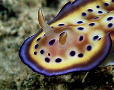 sea slugs 的图像结果