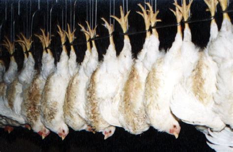 Image result for Chickens Getting Slaughtered