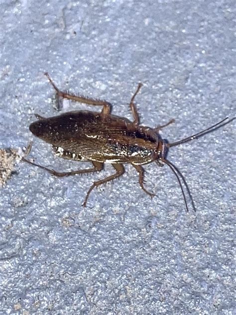 About half an inch long, found 11/5/22 morning in Nevada. : r/whatisthisbug