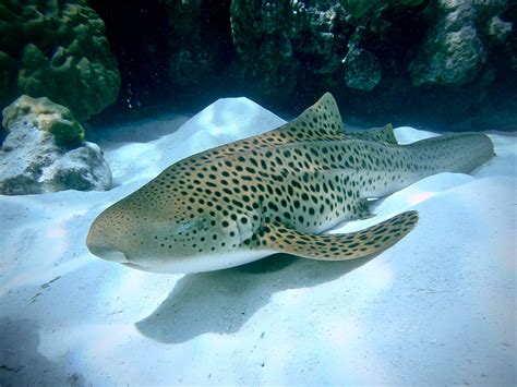 Leopard Sharks of Thailand: Habitat, Behavior, Conservation