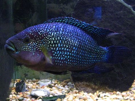 Jack Dempsey Fish - Size | teeth | Baby | Tank | Eggs | Lifespan - SeaFish