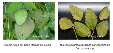 Una enfermedad con nuevos síntomas complica a la soja – Radio Mitre