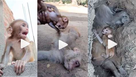 Image result for Baby Monkey Exploding