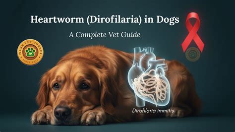 Heartworm (Dirofilaria) in Dogs: A Complete Vet Guide - mannvetcorner
