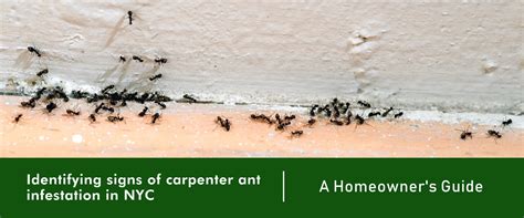 Identifying signs of carpenter ant infestation in NYC: A Homeowner's ...