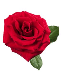 Rose Color 的图像结果