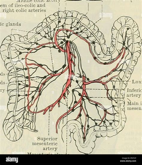 Mesenteric Artery Stock Photos & Mesenteric Artery Stock Images - Alamy