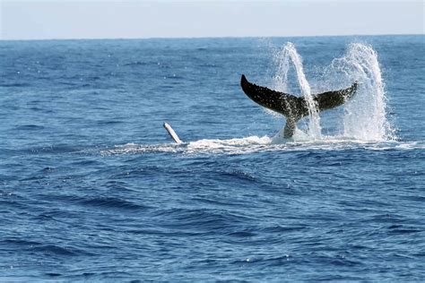 An Expert Guide to Whale Watching on Cape - Captain Freeman Inn