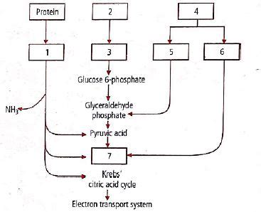 Refer to the following flow chart representing the cellular respiration ...