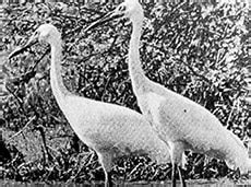 Siberian crane: Struggle for survival - India Today