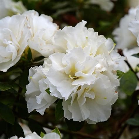 Oxygeen White Azalea Double Petal Flower Live Plant Rhododendron Live ...