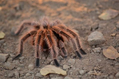 Chilean Rose Tarantula