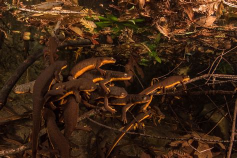 The Newt Normal: How Will These Remarkable Animals Survive in Extreme ...