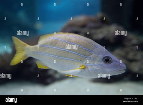 Image result for How to Filet Blue Snapper