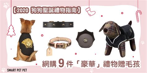 带什么礼物给狗狗最新素材