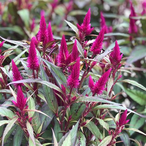 Celosia Intenz Lipstick - Buy Cockscomb Annuals Online
