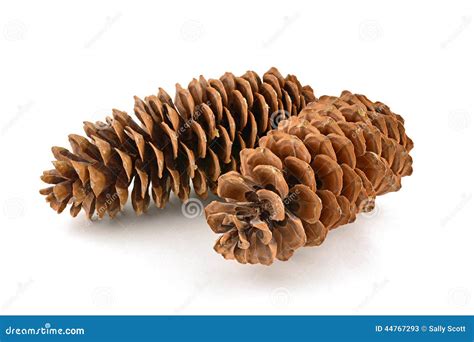 Sugar pine cones stock image. Image of text, cone, pinus - 44767293