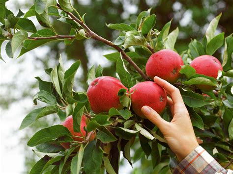 How to Know When to Pick Apples: A Failsafe Harvesting Method - Dengarden