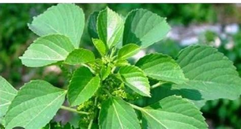 MERLI HERBS Indian Nettle Kuppikhokhali/Acalypha Indica/Indramarisha ...