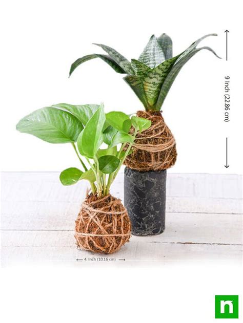 Buy Kokedama Plants online from Nurserylive at lowest price.