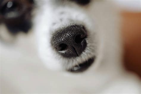 Why Are Dog Noses Wet? 5 Reasons & When to Worry