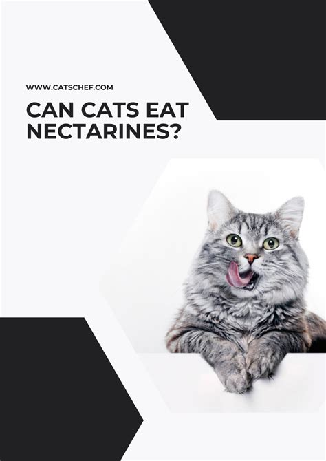 Can Cats Eat Nectarines