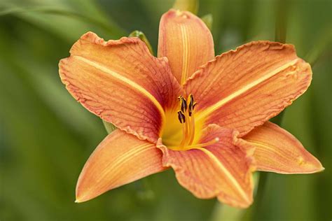 Popular Orange Flower Varieties