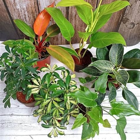 Rolling Nature Good Luck Pink Syngonium Plant in White Round Dew ...