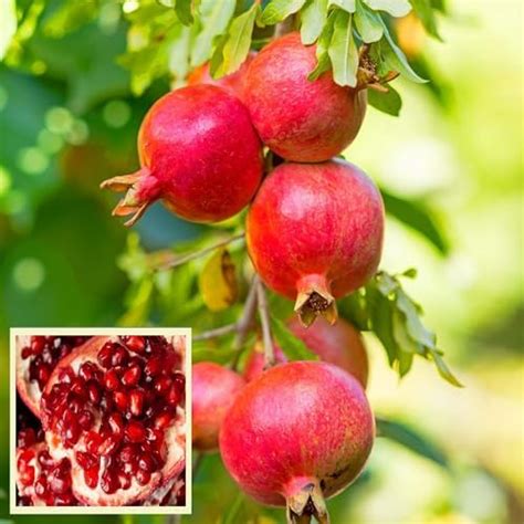 Parfianka Pomegranate (Russian Variety) Live Plant & Tree Imported ...