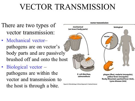 Image result for Biological Vector