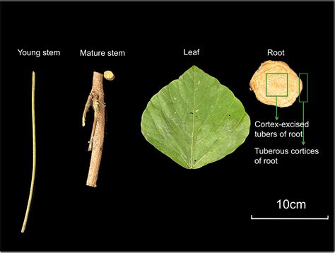 Integrative Analyses of Metabolome and Transcriptome Reveal Regulatory ...