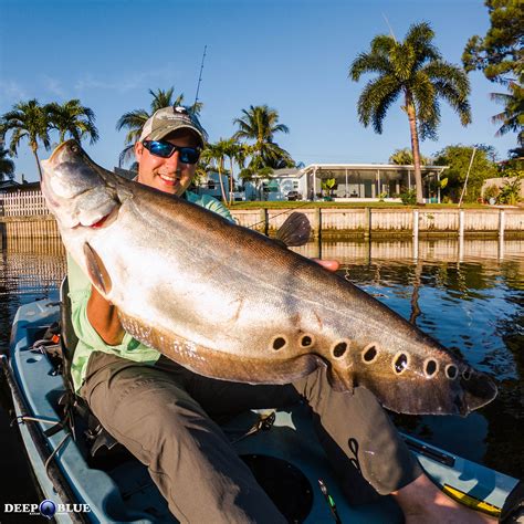 A Clown Knife Fish at Michael Birdwood blog