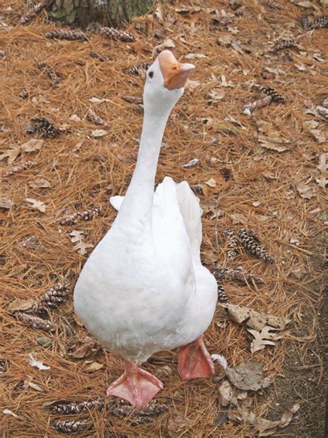 Image result for Adaptable Animals