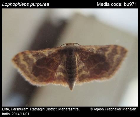 Lophophleps purpurea Hampson, 1891 - | Moths