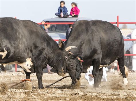 Bullfighting tradition in Fujairah divides opinion but delights its ...