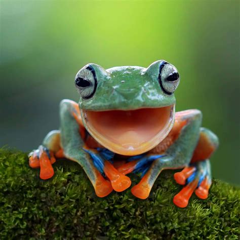 Why Frogs Are Fantastic – #TOGETHERBAND