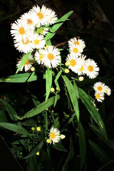 Maryland Biodiversity - View Thumbnails - White Panicle Aster ...