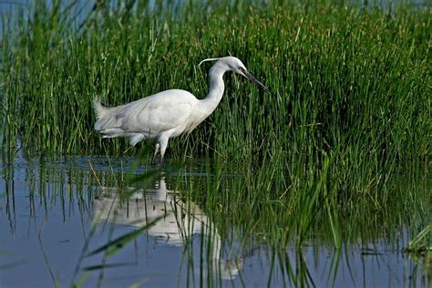 BIRDING WITH DOMINIC MITCHELL (2026) All You Need to Know BEFORE You Go ...
