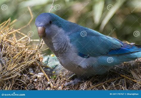 Blue Quaker Parrot Flying