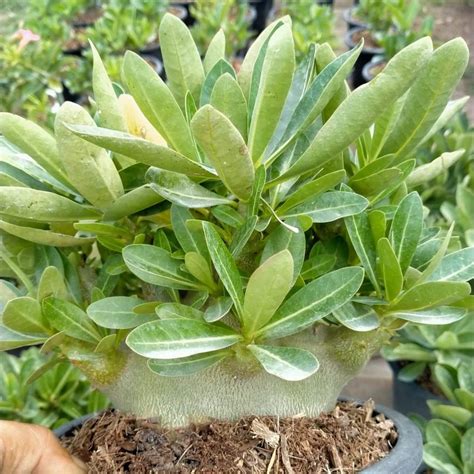 Adenium Arabicum Imported verities with super compact show plants ...